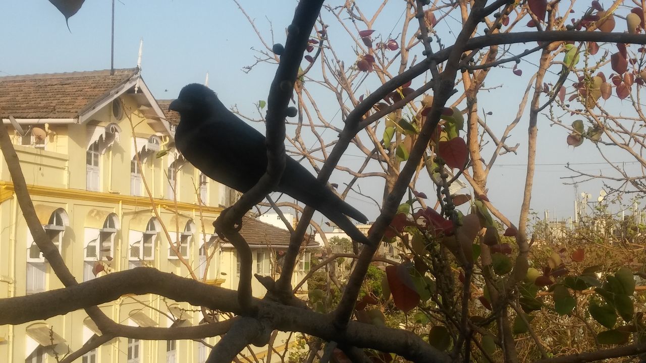 LOW ANGLE VIEW OF BIRD PERCHING ON BRANCH