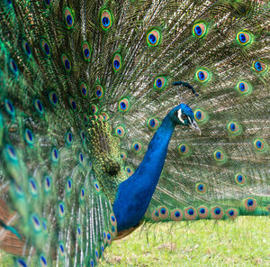 Male peacock displaying multicoloured, blue, green, gold, feathers in mating show eyeline view