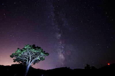 Low angle view of trees against sky at night