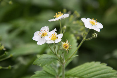 Close-up of white flowering plant