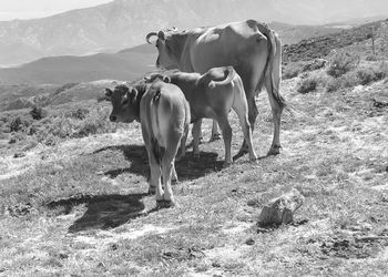 Horse grazing on field