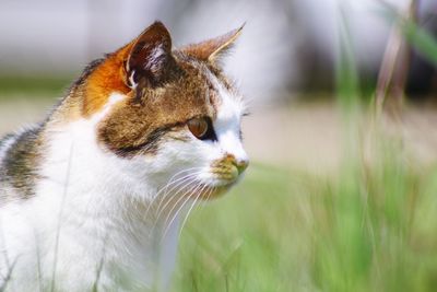 Close-up of a cat looking away