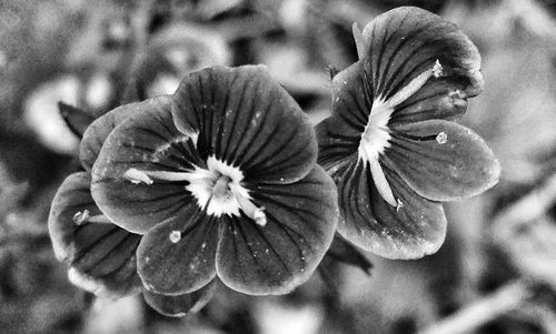 Close-up of flowers