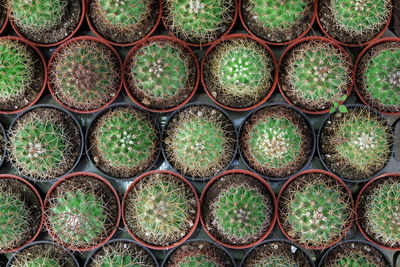 Full frame shot of potted plants