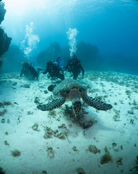 Three young divers observing a sea turtle swimming in the reefs of cozumel