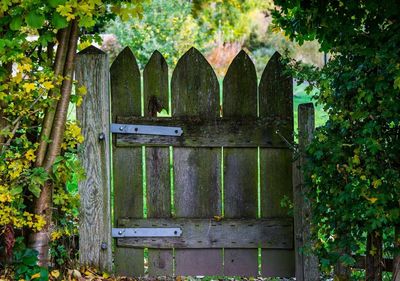 Close-up of plants against trees