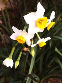 Close-up of yellow flowers blooming outdoors