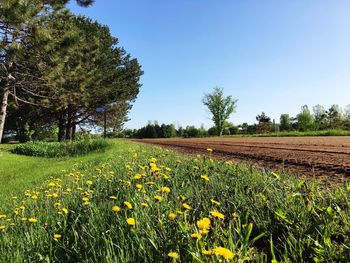 Scenic view of flowering field against clear sky