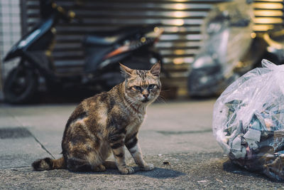 Ferocious stray cats