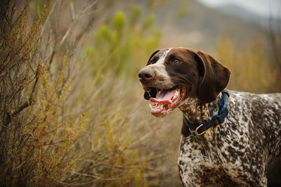 German short-haired pointer looking away