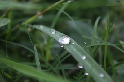 Close-up of water drops on grass