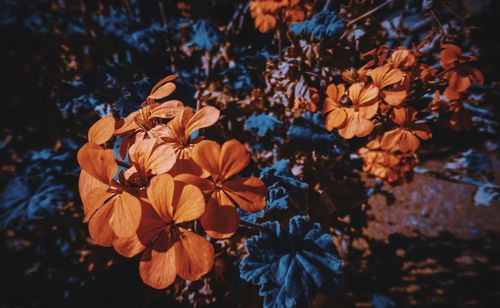 High angle view of orange flowering plant