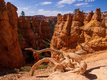 Sand and stone formations with dried tree in the foreground in bryce canyon national park, utah, usa