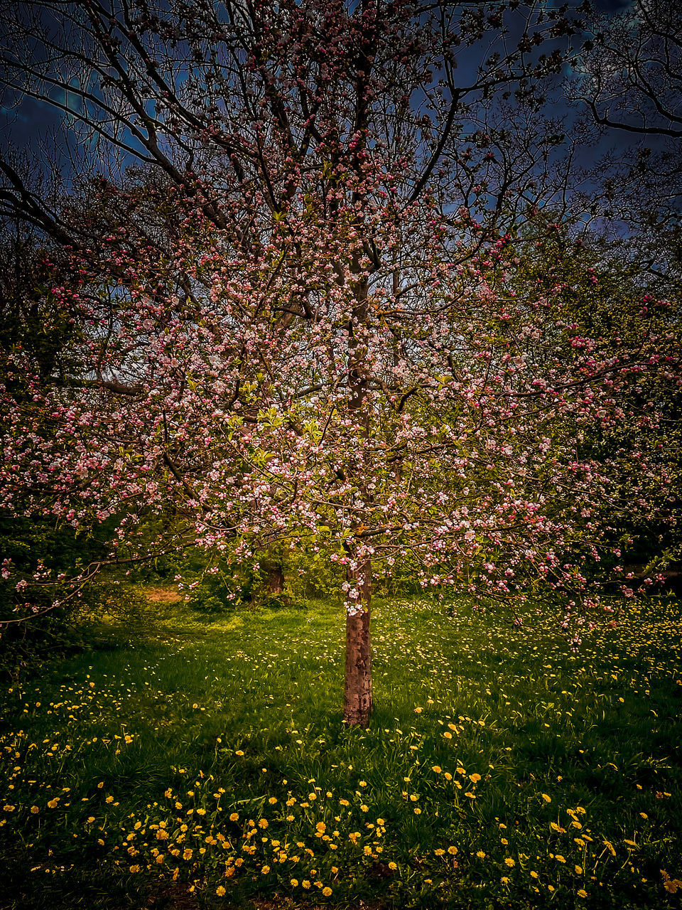 VIEW OF CHERRY BLOSSOM FROM TREE