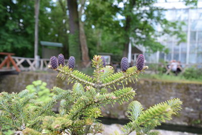 Close-up of pine tree growing at park