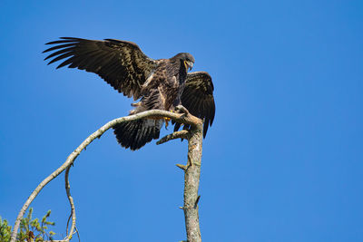 Low angle view of bird flying against clear blue sky