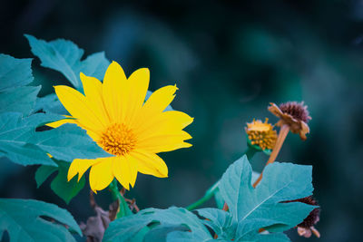 Yellow mexican sunflower