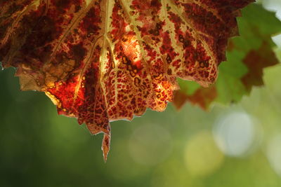 Close-up of leaves on branch