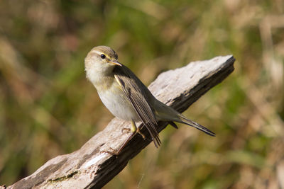 Close-up of bird perching on branch