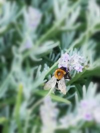 Close-up of insect on purple flower