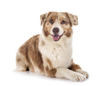 Portrait of dog sitting against white background