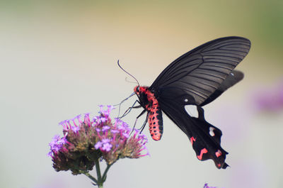 Close-up of butterfly pollinating on purple flower