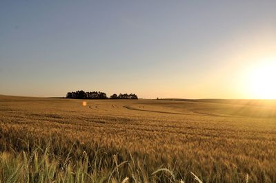 Scenic view of agricultural field against clear sky during sunset