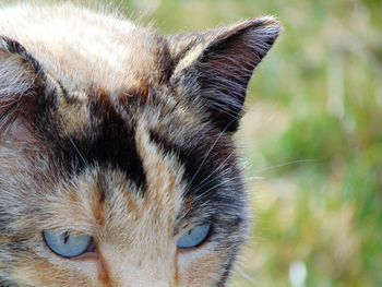 Close-up of a cat