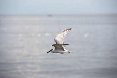 Bird flying over sea against sky