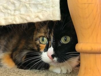 Close-up portrait of a cat