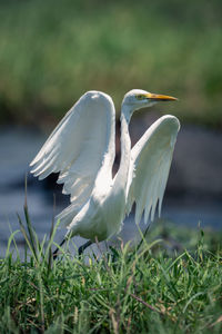 Close-up of bird on field