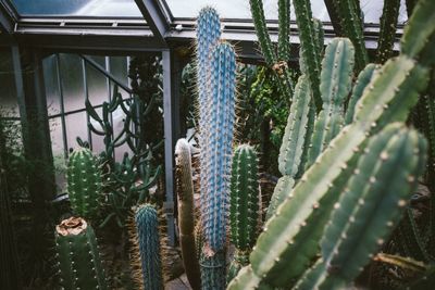 Close-up of cactus plants