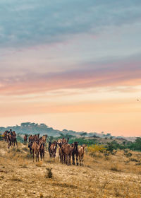 Herd of camel during scenic sunset