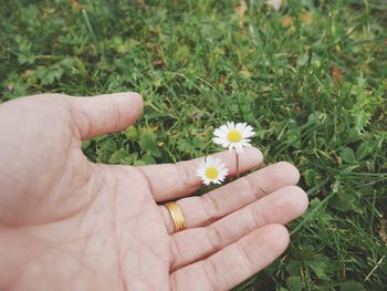 Close-up of hand holding small white flower