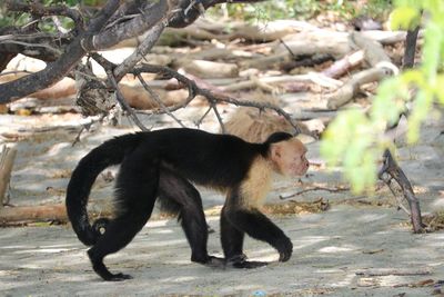 Monkeys in zoo