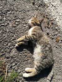 High angle view of cat on field