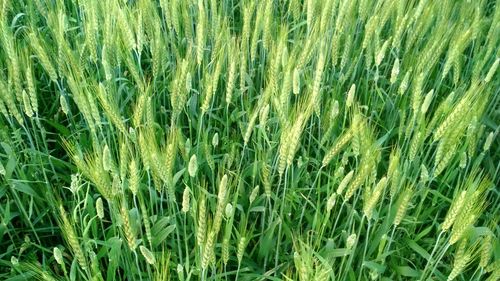 Full frame shot of corn field