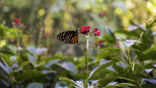 Close-up of butterfly pollinating on flower