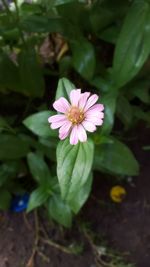 Close-up of pink flower blooming outdoors