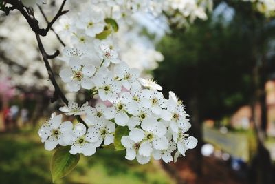 Close-up of white cherry blossom tree