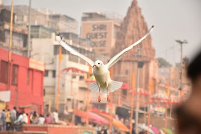 Seagulls during winter at varanasi