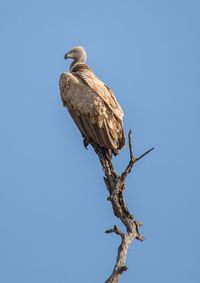 Low angle view of eagle perching on branch against clear blue sky