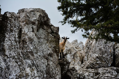 Goat standing on mountain against sky