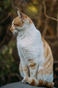 Close-up of a cat looking away