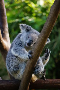 Close-up of a koala on tree