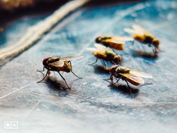 Close-up of fly on the table