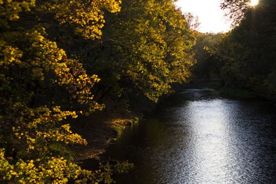 River amidst trees in forest