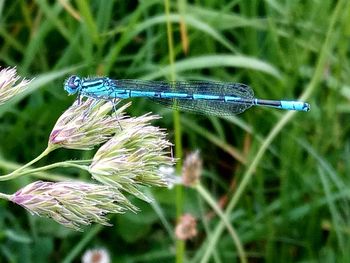 Close-up of insect on grass