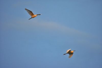 Low angle view of birds flying in sky