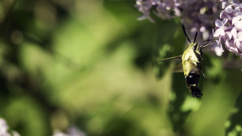 Close-up of insect on plant